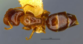 Media type: image;   Entomology 21554 Aspect: habitus dorsal view